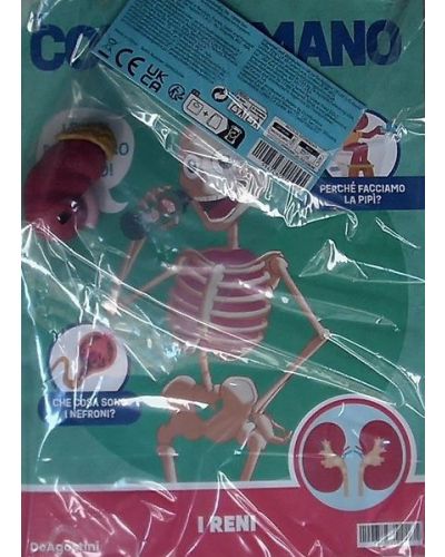 Costruisci Skelly - Il corpo umano parlante