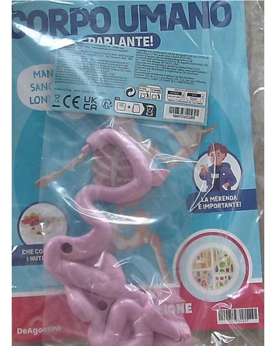 Intestino tenue (parte posteriore e anteriore) 2 con 2 tag