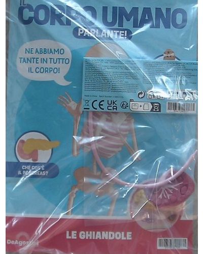Costruisci Skelly - Il corpo umano parlante