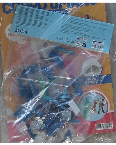 Costruisci Skelly - Il corpo umano parlante