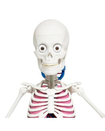 Costruisci Skelly - Il corpo umano parlante (ed. 2025)