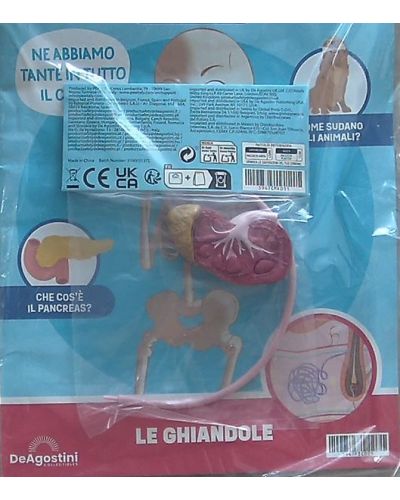 Costruisci Skelly - Il corpo umano parlante (ed. 2025)